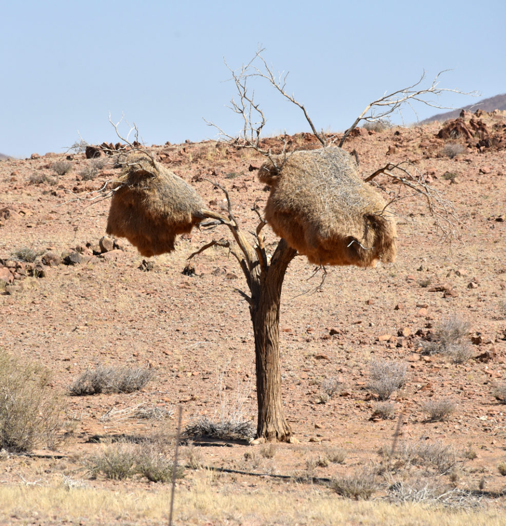 Sociable weaver nests on trees all over Namibia's arid landscape.