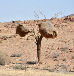 Two sociable weaver nests on a small bare tree