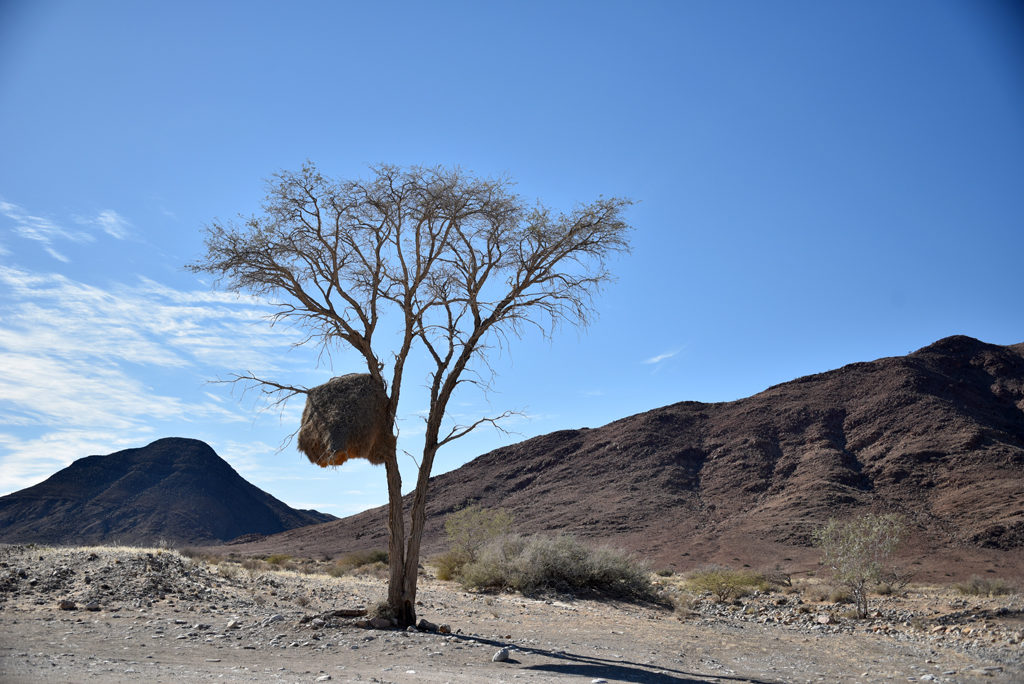 A sociable weaver nest in the bow of a tree in Namibia.