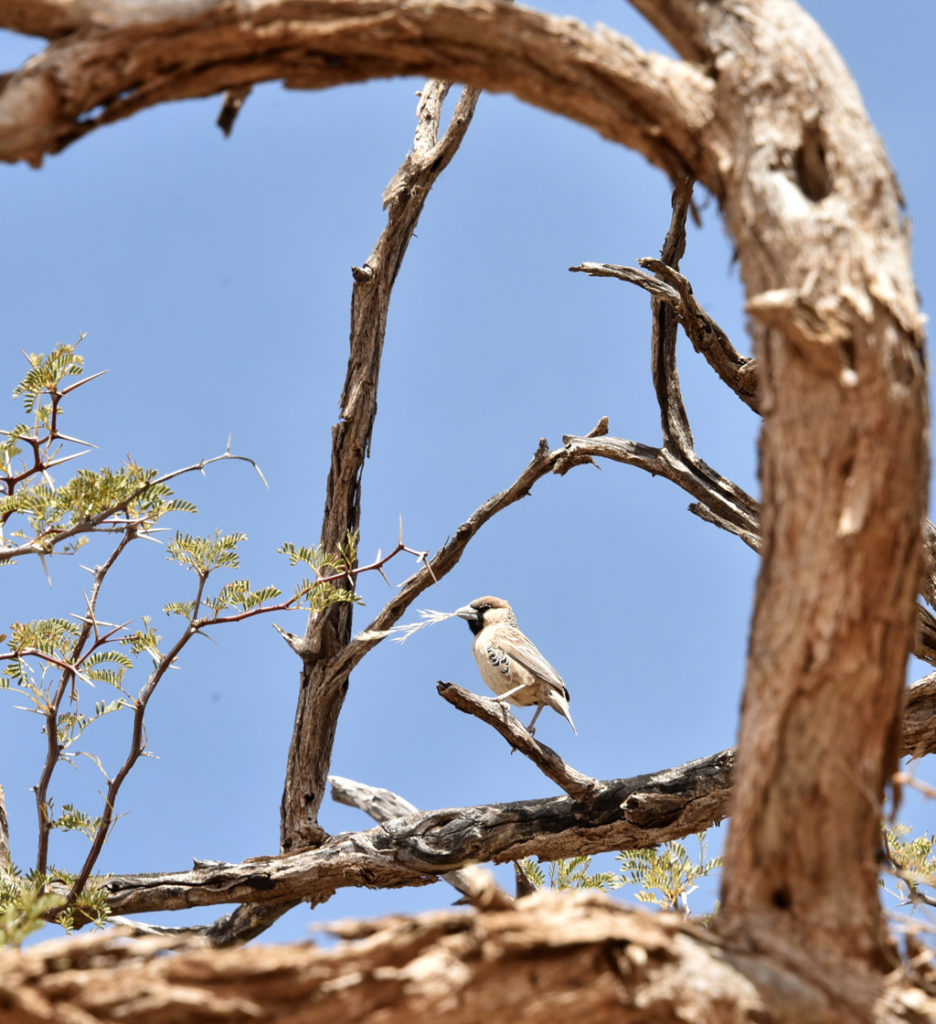 A sociable weaver bird brings a twig to add to the family nest.