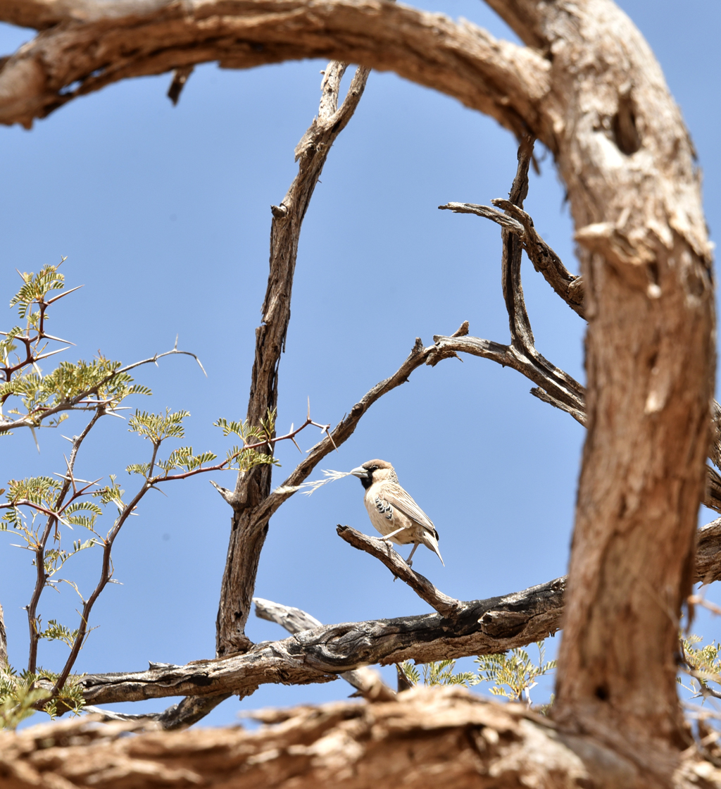 sociable-weaver-birds-and-their-nest-story-at-every-corner