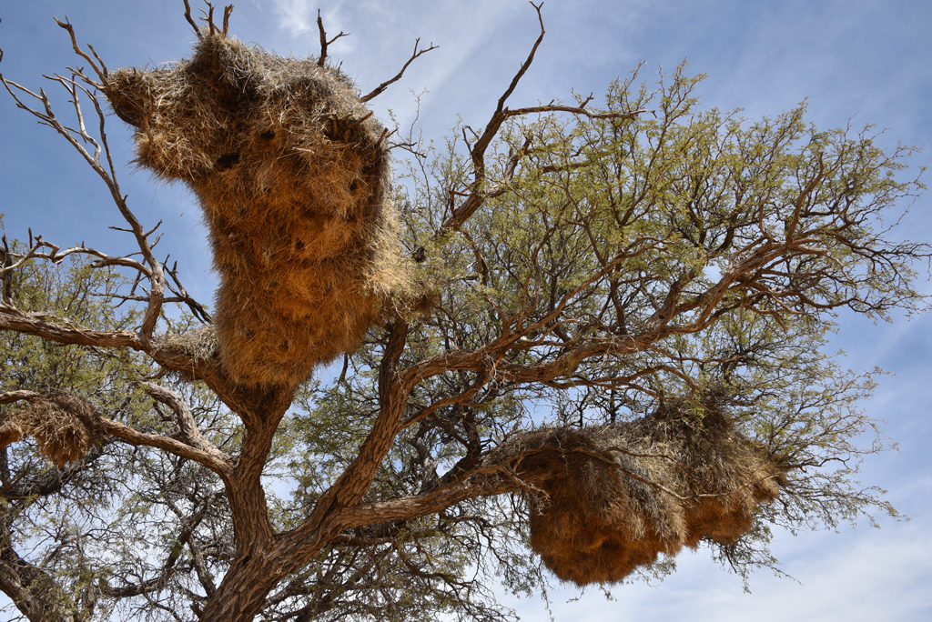 Two social weaver nests up-close. The entrances to the individual family chambers are hidden below.