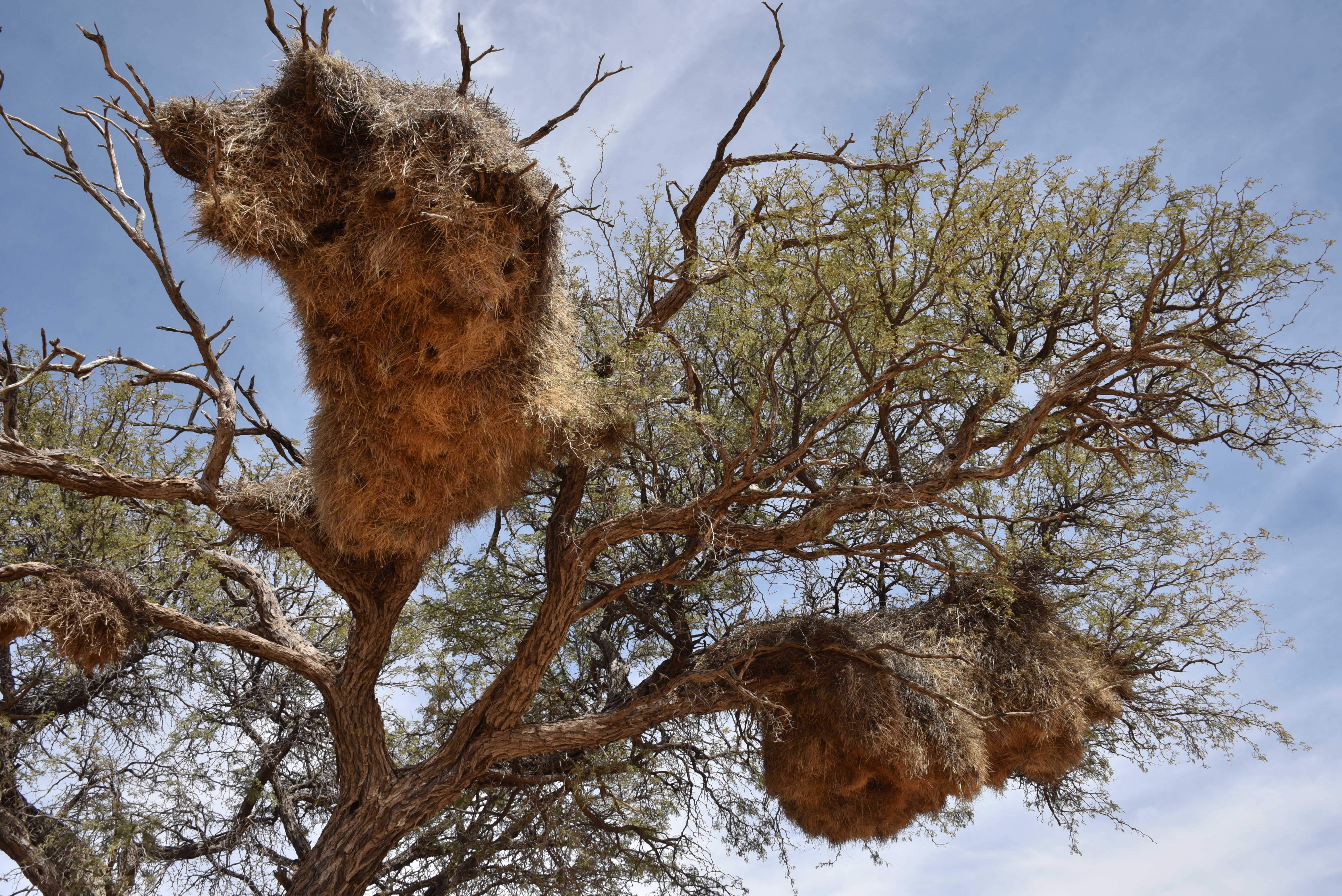 Sociable Weaver Birds and Their Nest - Story at Every Corner
