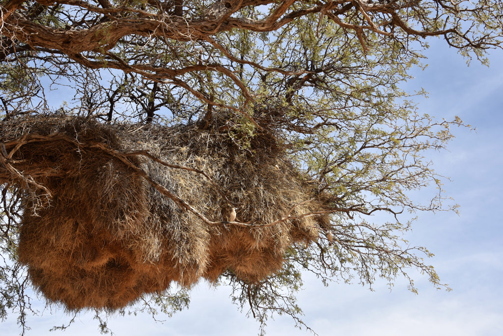 A sociable weaver bird sitting outside the community nest in Namibia.