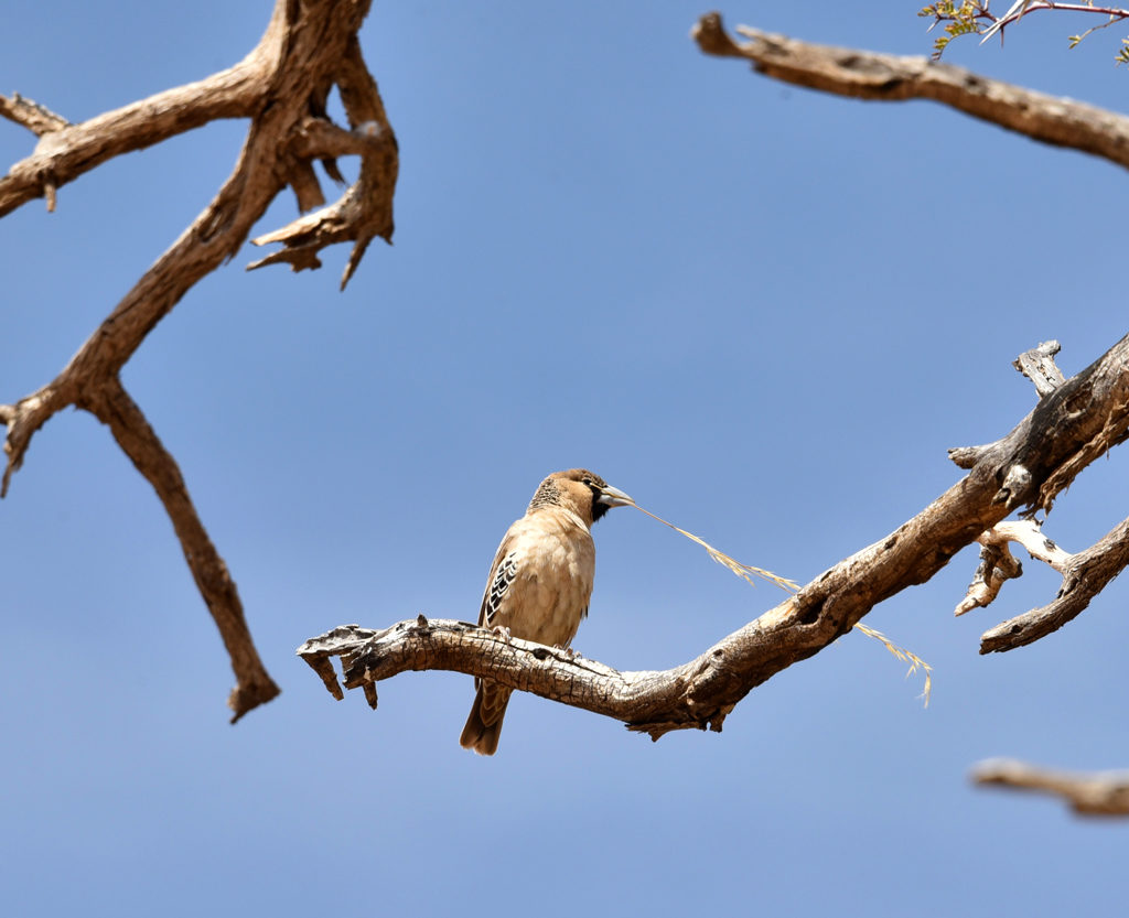 A sociable weaver bringing construction material for the family next.