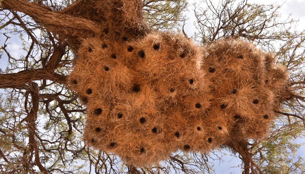 Social beaver nest in Namibia