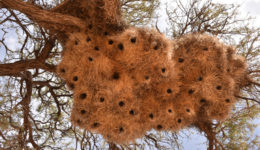Social beaver nest in Namibia