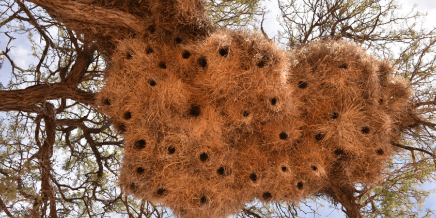 Social beaver nest in Namibia