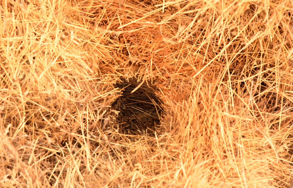 A one of the many passages in a sociable weaver's nest. Each passage leads to a family chamber.