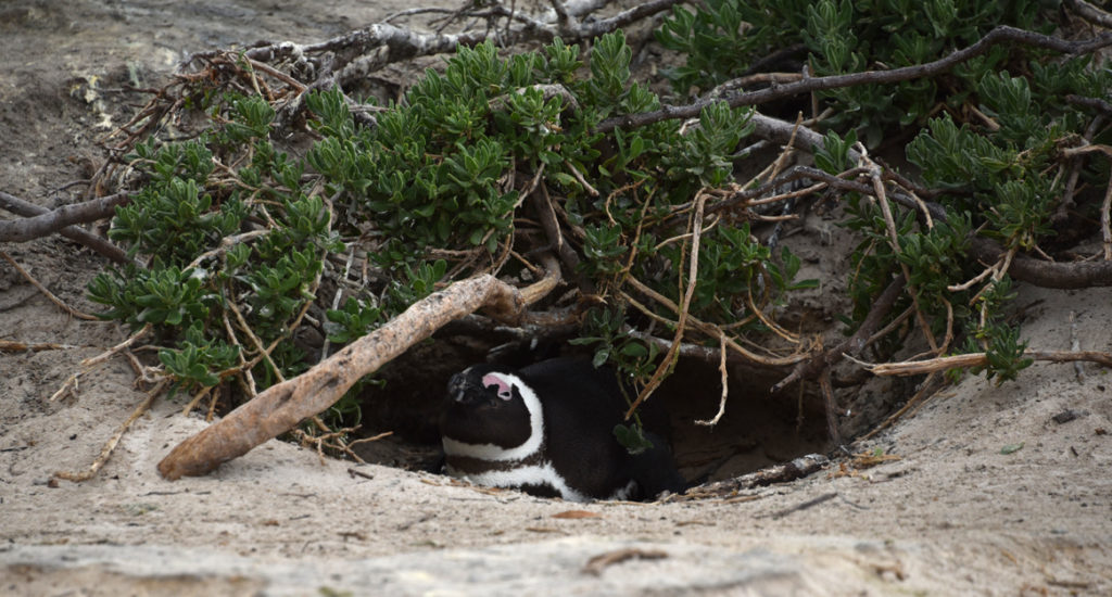 The secluded bush nests offer privacy and safety.