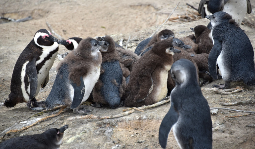 African penguin chicks over a month old huddle together for warmth and safety while parents go fishing.