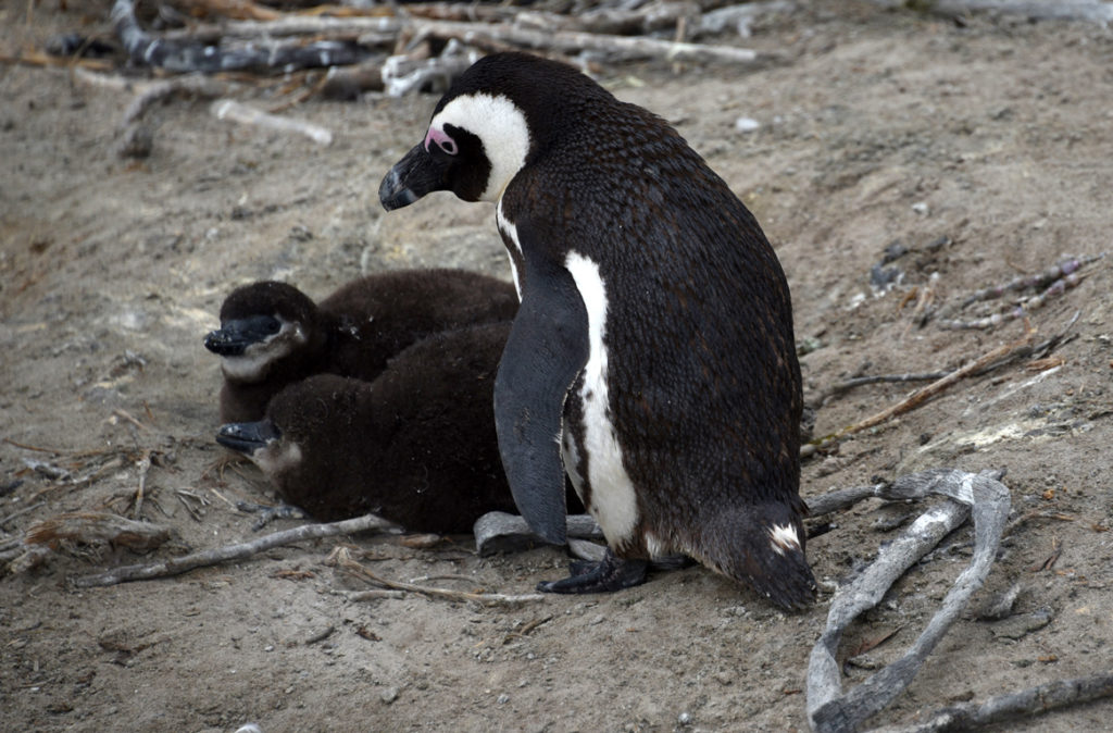 African penguin chicks stay with a parent for a month.