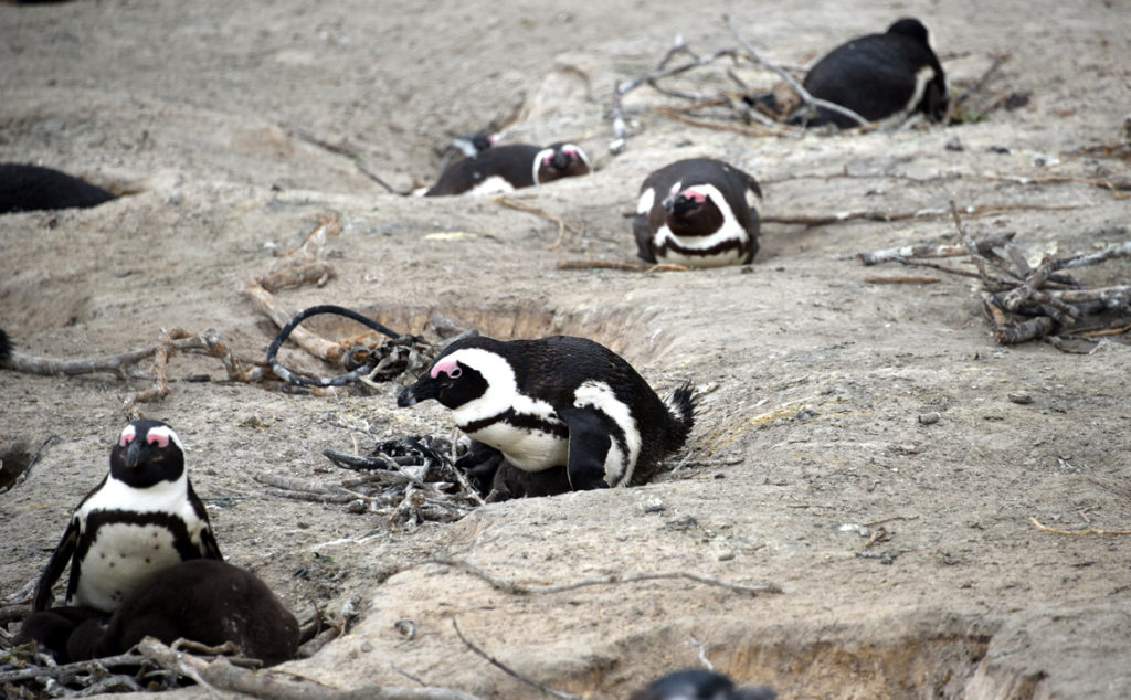 Beach nests are open to predators but most convenient for parents due to proximity to the water.