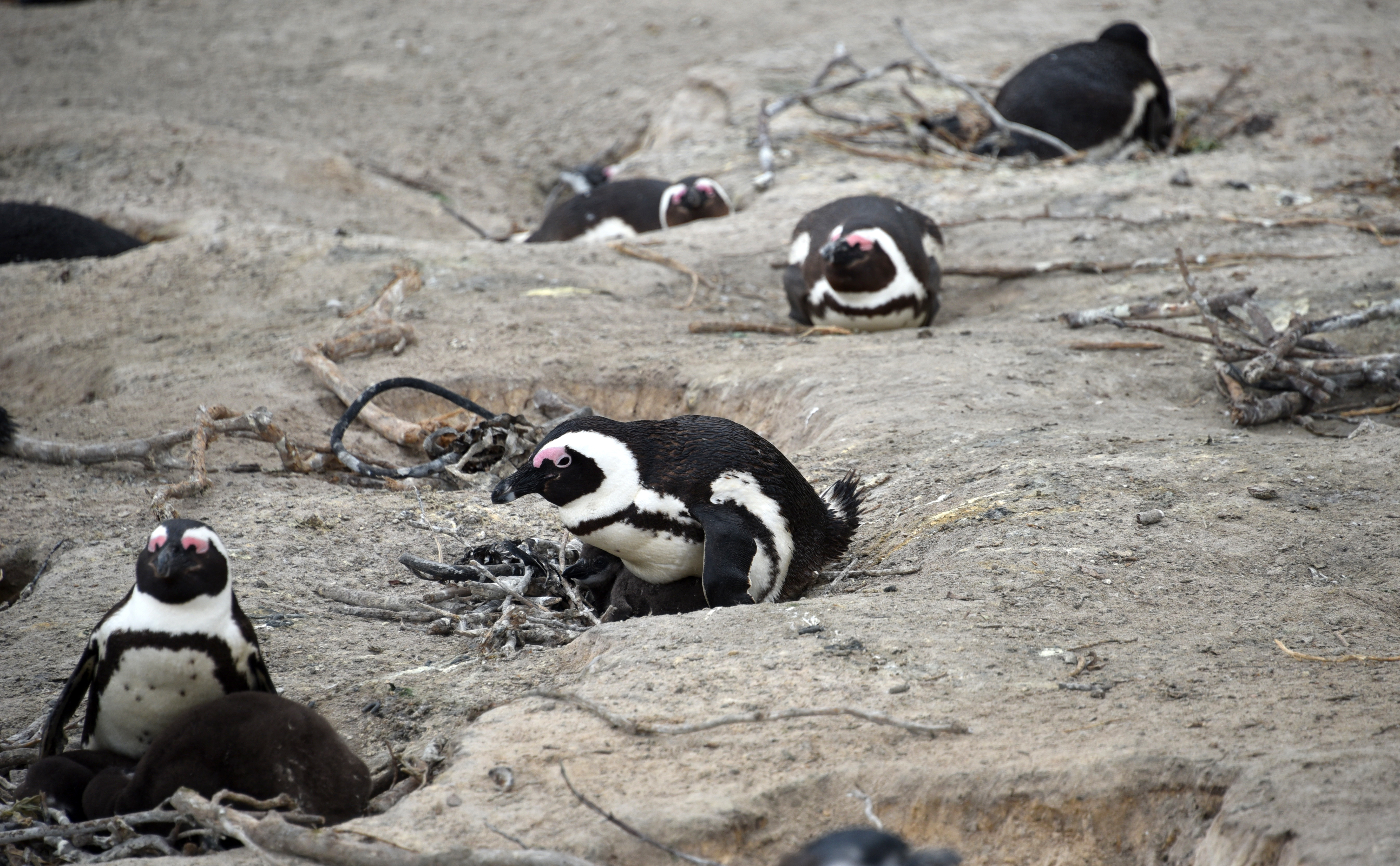 Boulders Penguin Colony In South Africa - Story At Every Corner