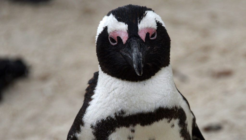 An African penguin in South Africa