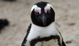 An African penguin in South Africa