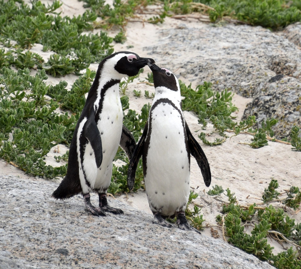 Boulders Penguin Colony In South Africa Story At Every Corner