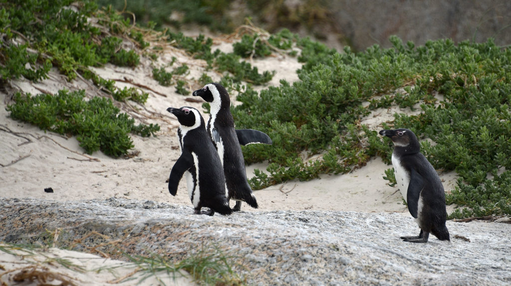 A penguin family with mom, dad and an awkward adolescent.