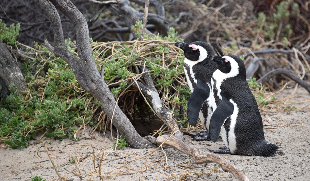 An African penguin couple builds a nest for their chick to come.