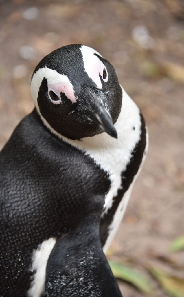 The cute penguins can be so friendly and inquisitive. But, be careful their beaks can be extremely sharp and very fast.