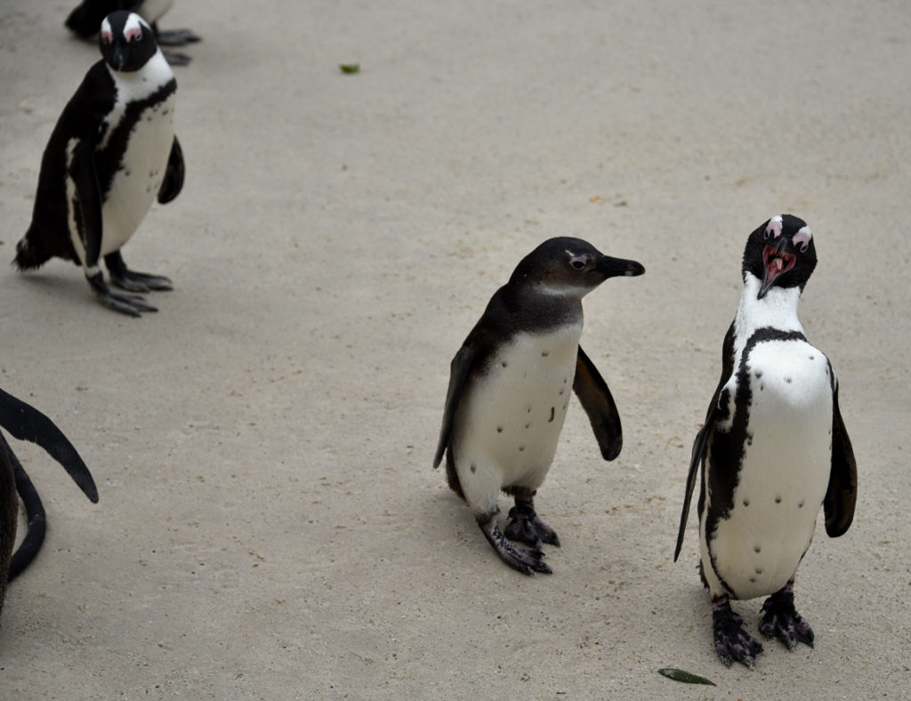 Looks like an African penguin father is giving the child a lesson.