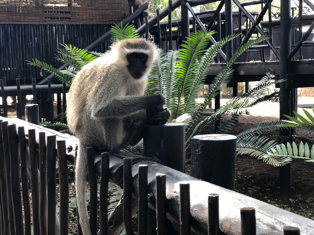 The silver Vervet Monkeys are everywhere on the Protea hotel property. Watch out for your things. They take wallets, sunglasses, zip drives, cameras, anything at all. They absolutely refuse to return them.