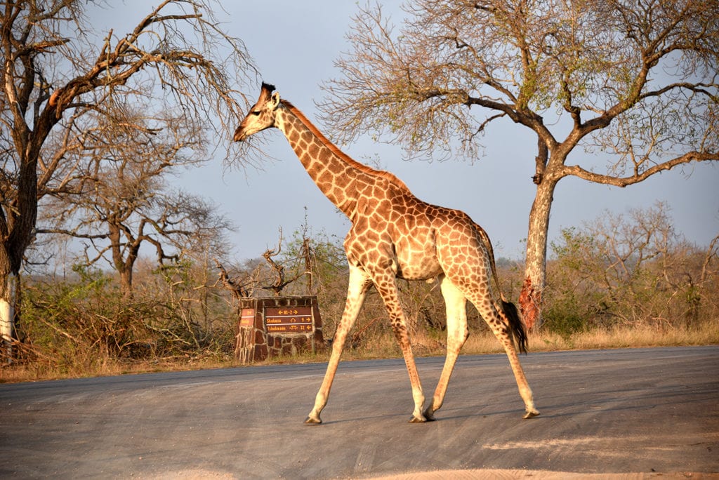 A giraffe crossing a street