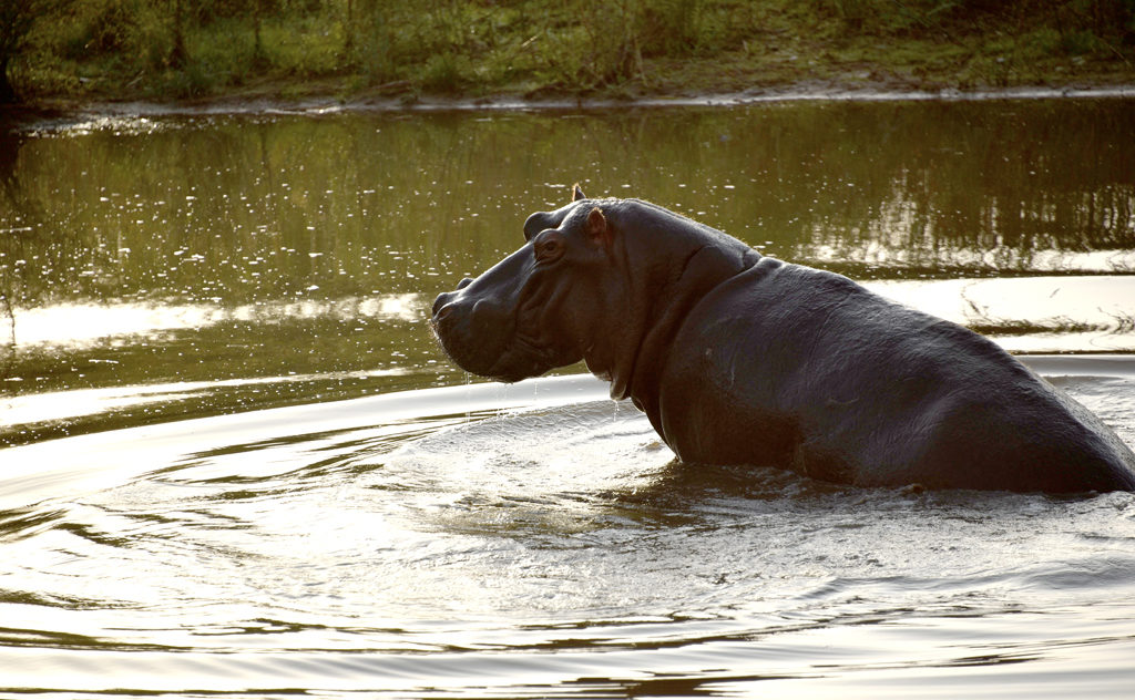 A hippo walking out of a pond