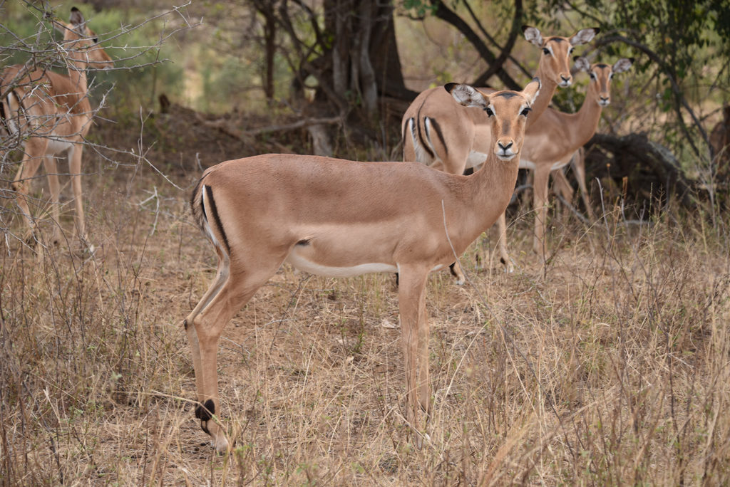 Beautiful impalas in Kruger National Park are easy targets for wild cats and a favorite food of the leopards.