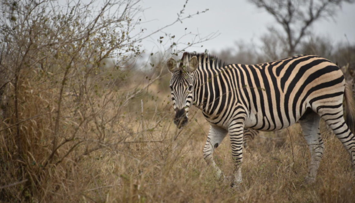 NKB_4717 zebra