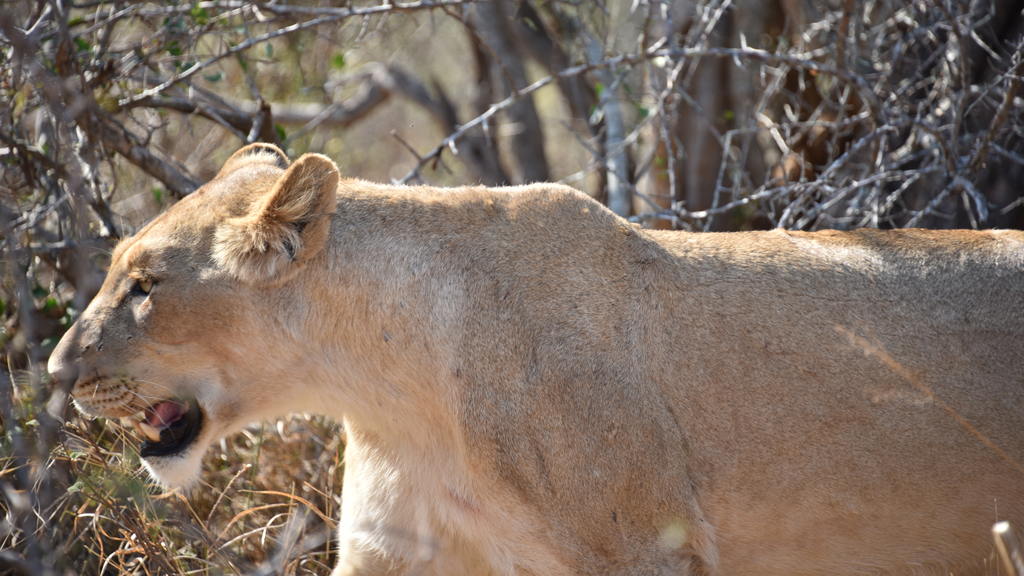 The lioness suddenly started walking and came so close to me looking into my eyes that I froze. I could only fit a part of her in my viewfinder as she walked away.