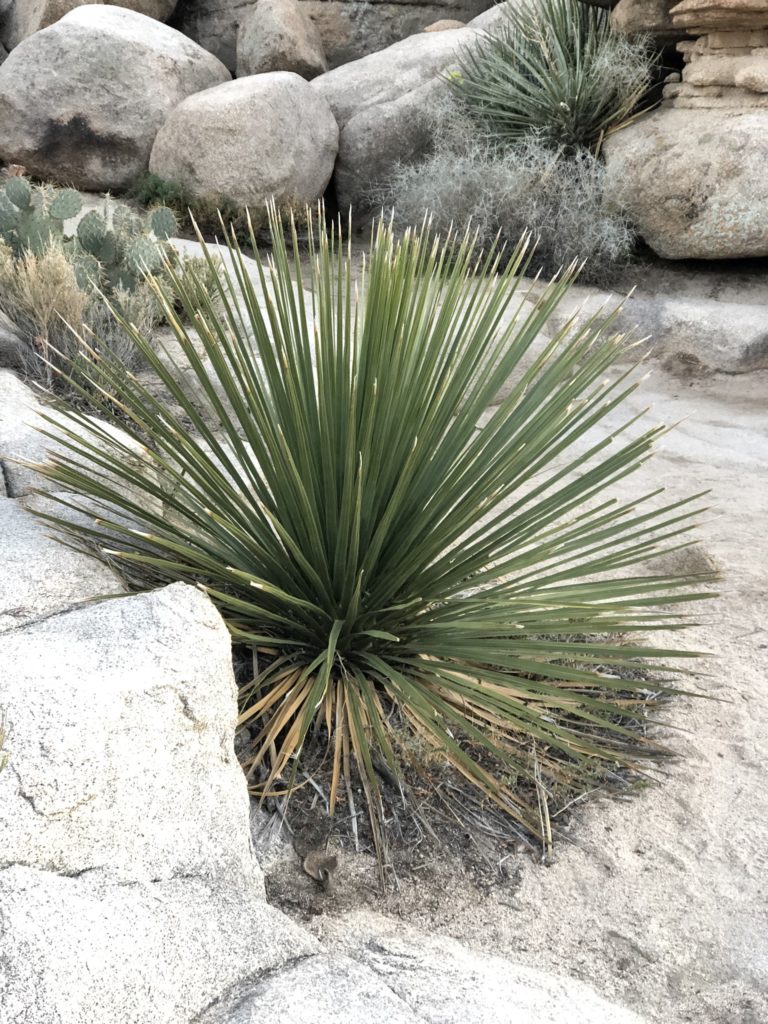 A huge variety of cactus in Joshua Tree National Park