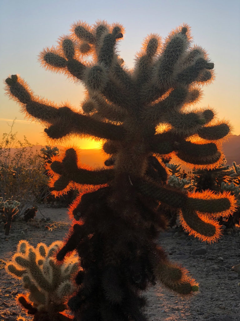 A Cholla Cactus at Sunrise