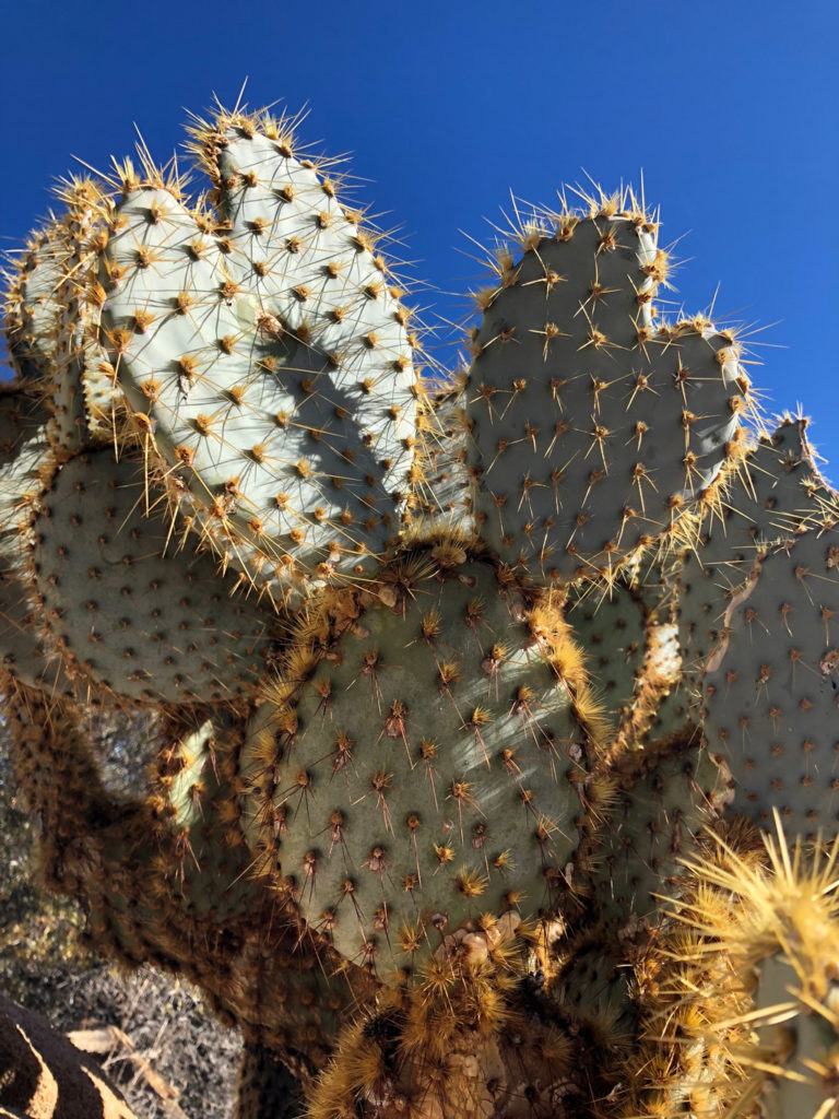 A Mini Mouse cactus with heart-shaped ears in Joshua Tree National Park's Hidden Valley hike