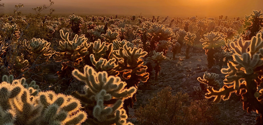 Sunrise in Cholla Cactus Garden in Joshua Tree NP