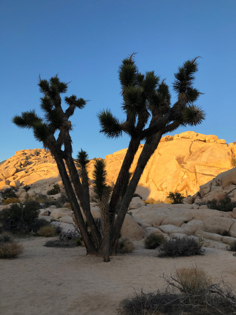 Beautiful Joshua trees every where