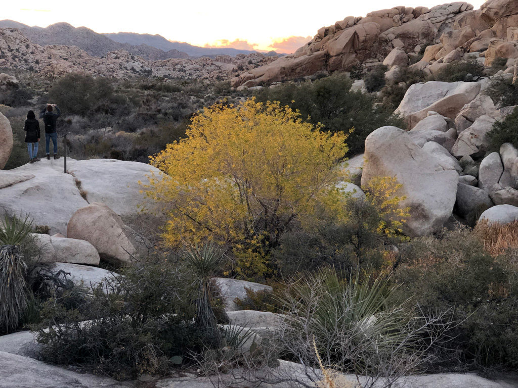 The valley beyond the Barker Dam in Joshua Tree National Park.