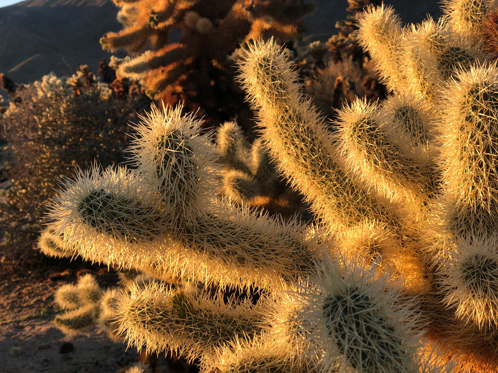 Little balls of thorns are roll around and easily lodge into the skin. But, the Cholla cactus balls are hard to dislodge.