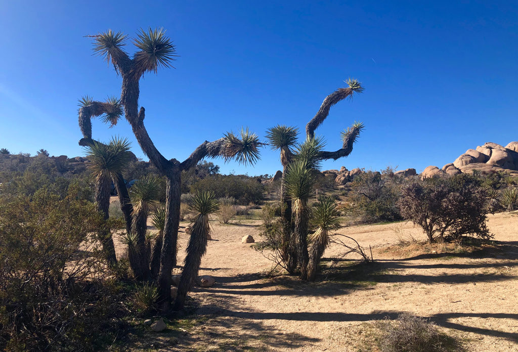 Are these Joshua trees dancing or is it just my imagination?