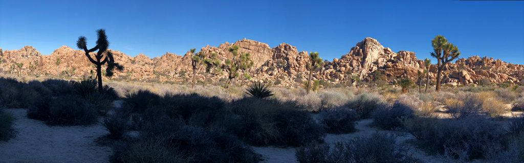 Central part of Hidden Valley has more arid vegetation that evolved and adapted to the changing climate.