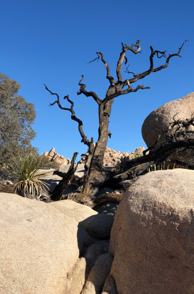 There are many petrified-looking trees, like died with of lack of rainwater in Joshua Tree National Park's Hidden valley.