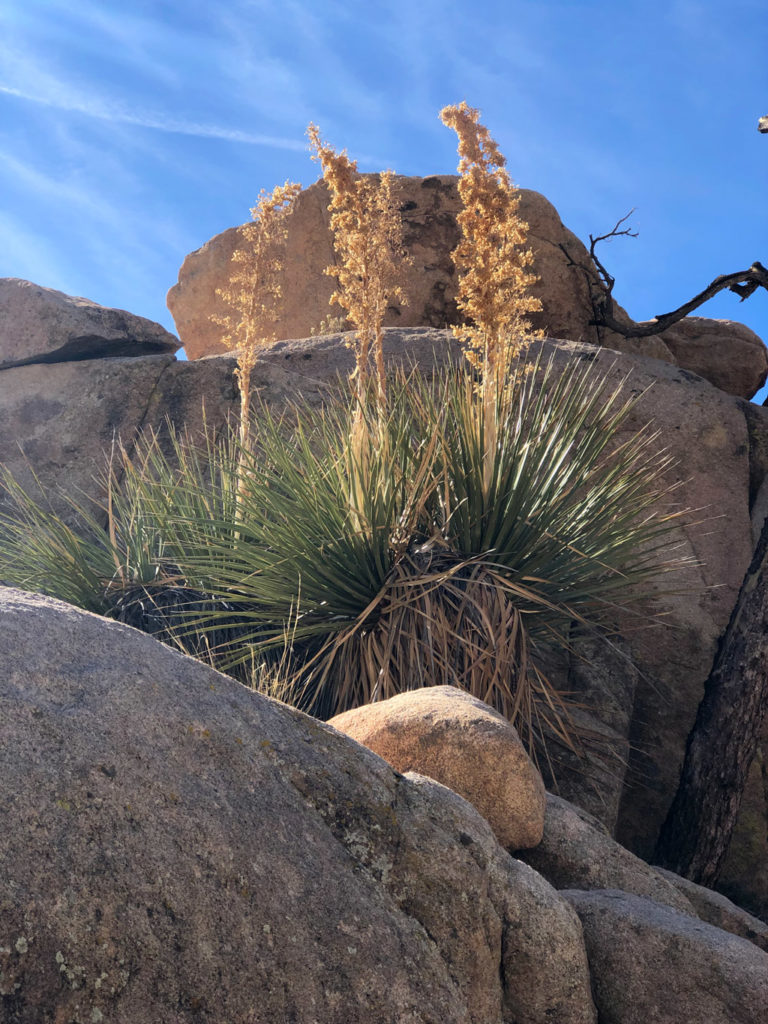 Yucca flowers were an important source of food for the native people in Joshua tree National Park's Hidden Valley