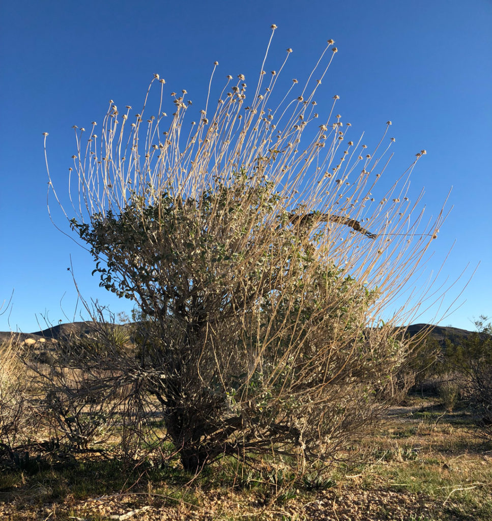 This bush was once packed with blooms. On this winter morning, only their dead buds remain.