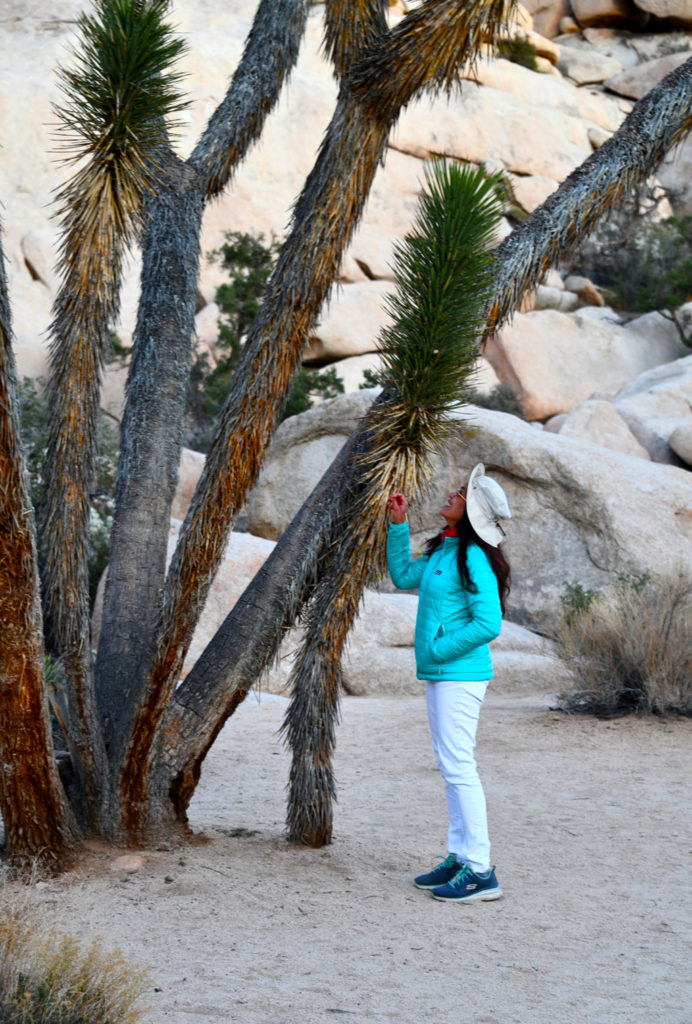 The dried Joshua trees are soft to the touch.