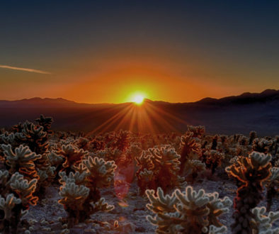 Joshua Tree National Park - Cholla Cactus Garden