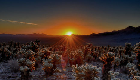 Joshua Tree National Park - Cholla Cactus Garden