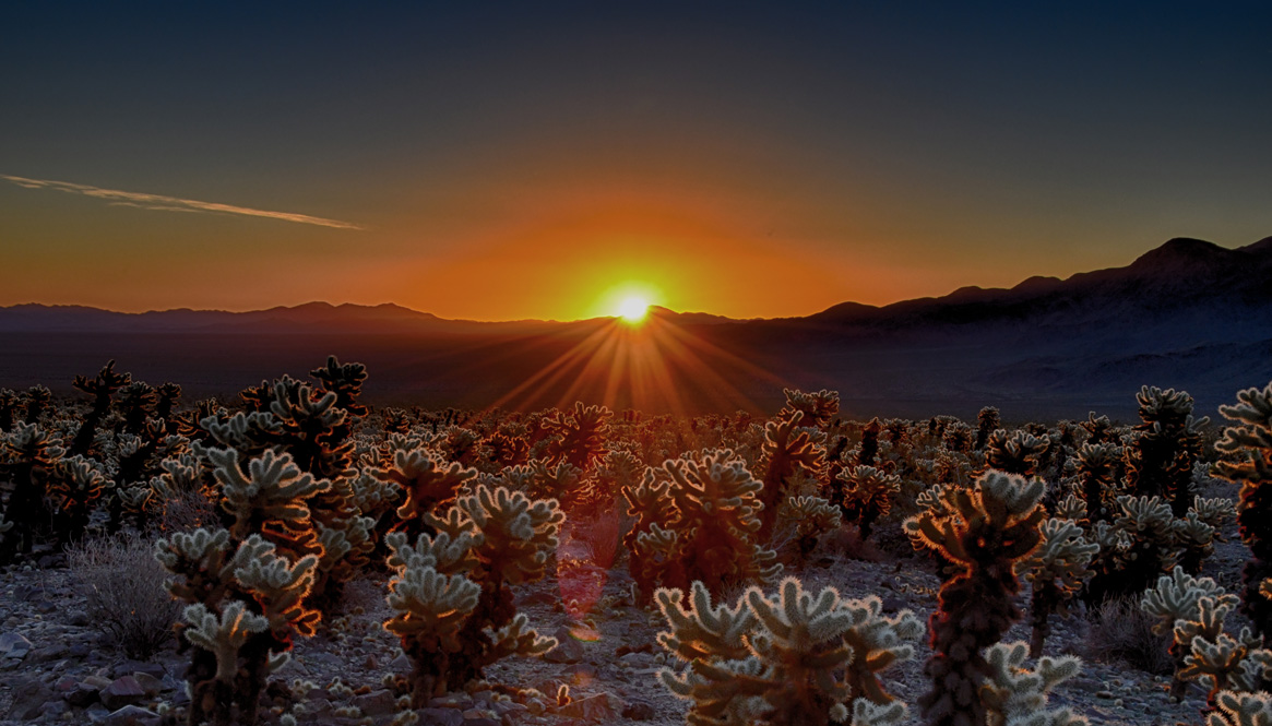 Palm Springs and Joshua Tree National Park Photo Gallery