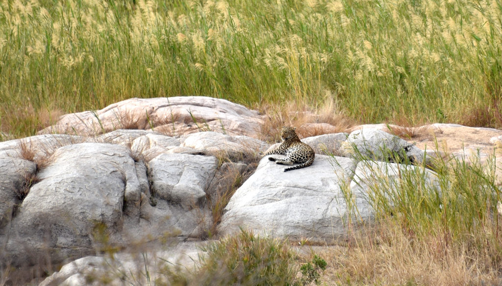 A seemingly peaceful leopard at ease in Kruger National Park