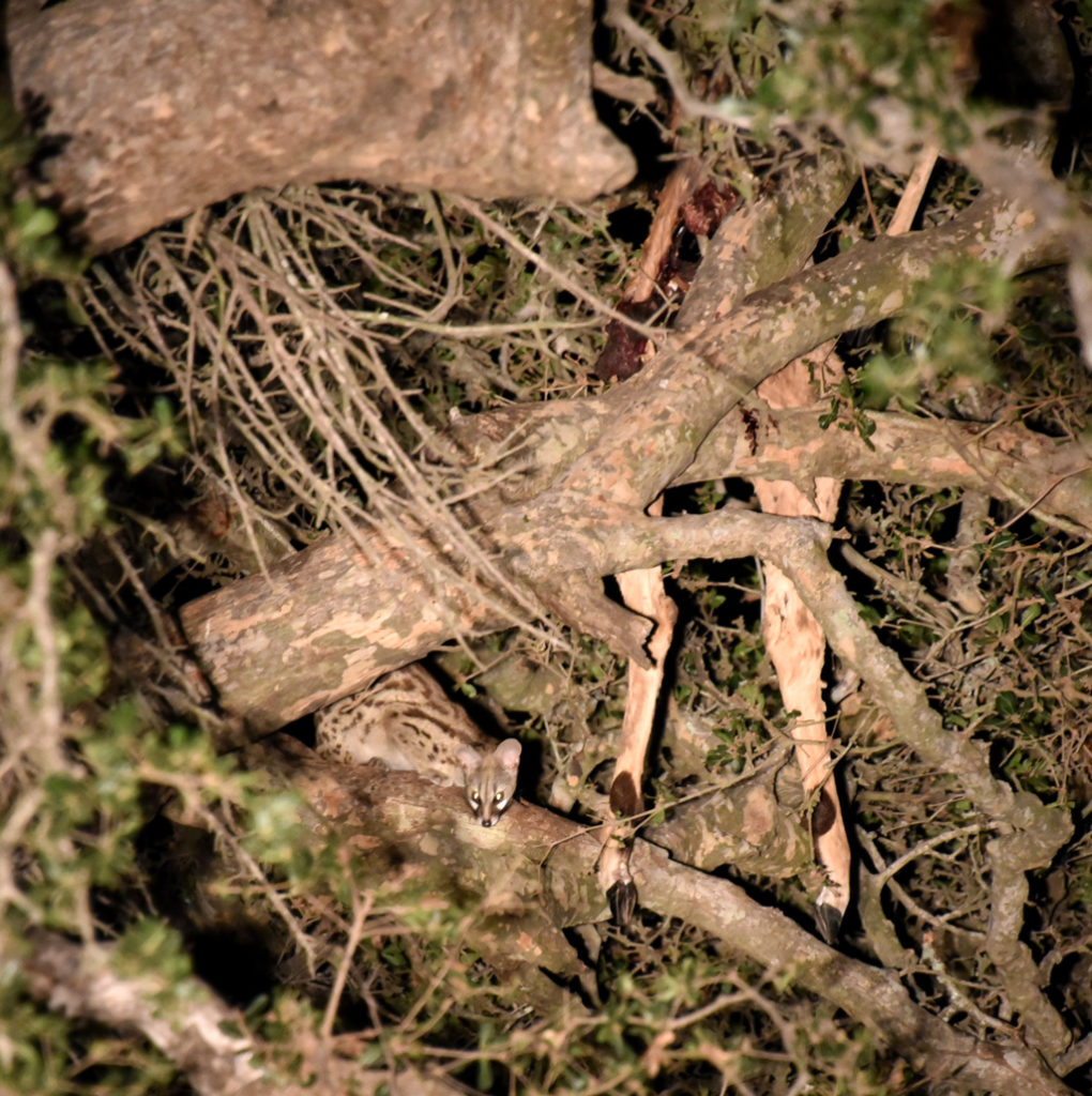 A genet cat stealing a leopard's kill in Kruger national Park