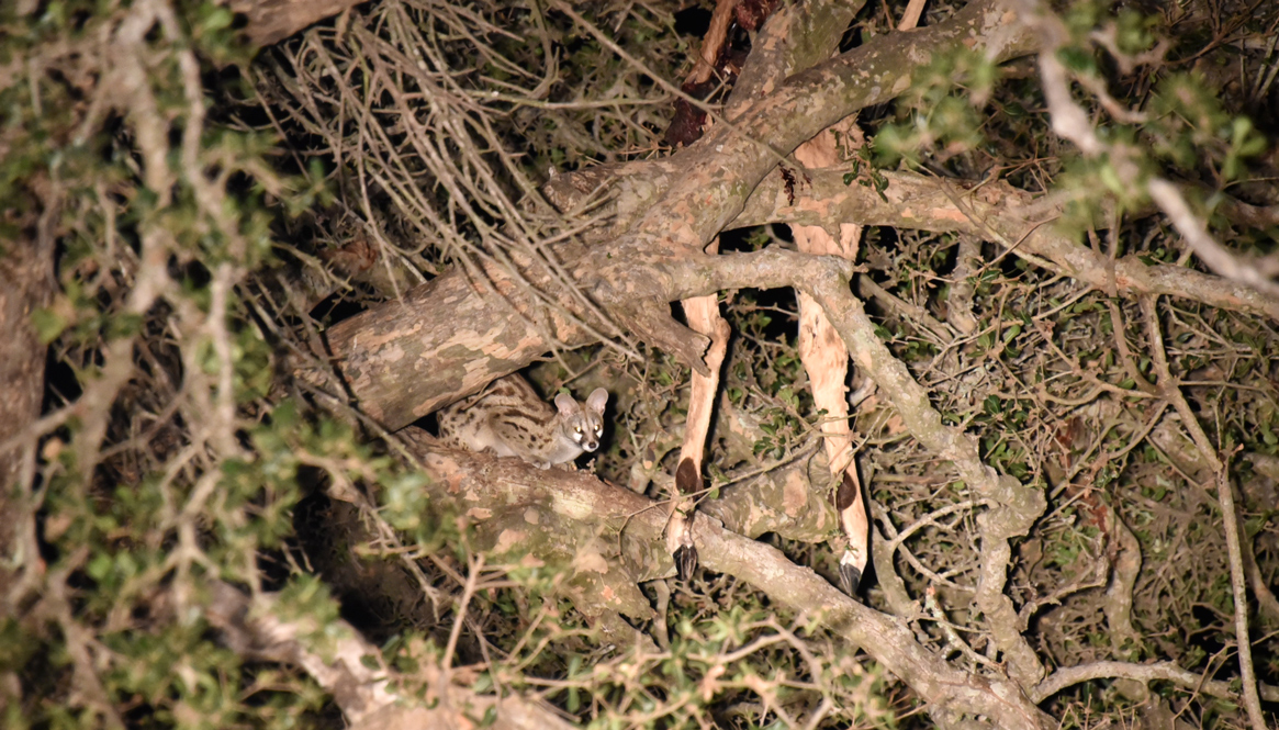 Mystery of the Dead Impala, Missing Leopard and a Thief